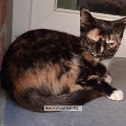 Foto 1/1 Théa Chat perdido en Socx