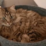 Foto del gato perdido en Evires