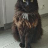 Foto del gato perdido en Marquette En Ostrevant France