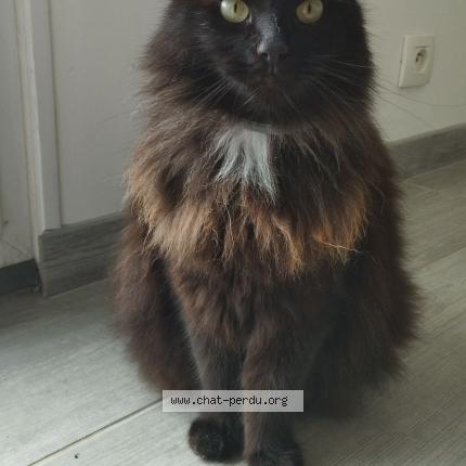 Foto 1/1 Cookie Chat perdido en Marquette en ostrevant france
