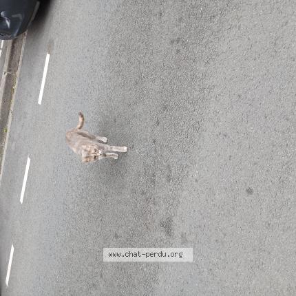 Foto 1/1 Gato encontrado Encontrado en Lille