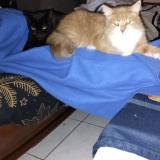 Foto del gato perdido en La Marne