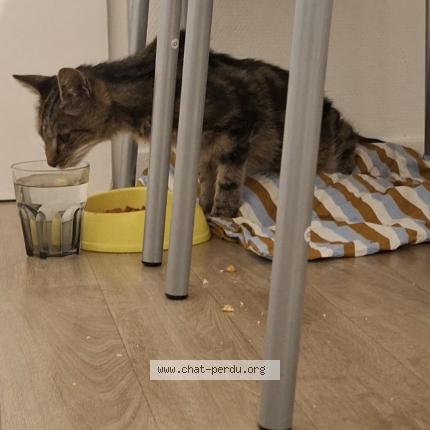 Foto 1/1 Minette Chat perdido en Francheville le haut