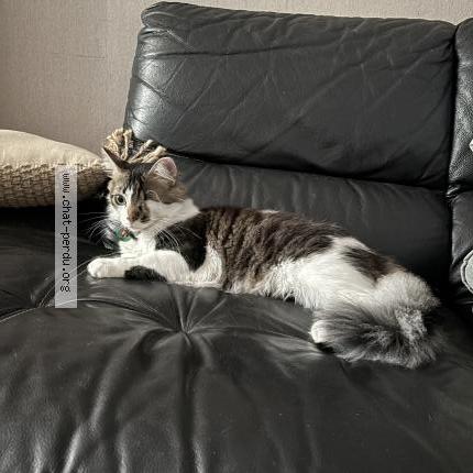 Foto 1/1 Alvin Chat perdido en Hourtin