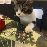 Foto del gato perdido en Ussac