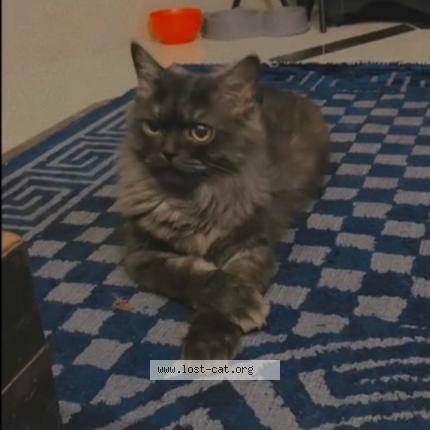 Foto 1/1 Meenu Chat perdido en Multan
