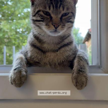 Foto 1/1 Lex Chat perdido en Saint denis