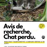 Foto del gato perdido en Nantes
