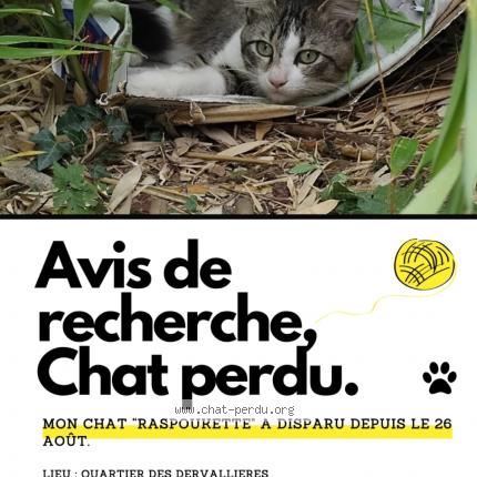 Foto 1/1 Razpoukette Chat perdido en Nantes