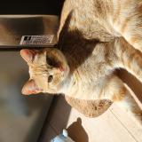 Foto del gato perdido en Belleherbe