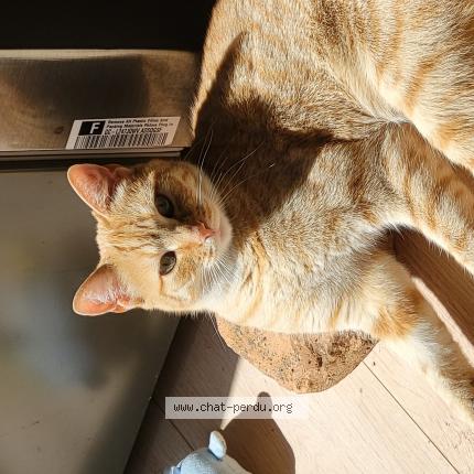 Foto 1/1 Sleepy Chat perdido en Belleherbe