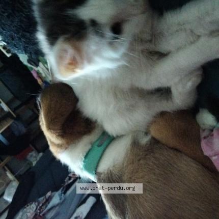 Foto 1/1 Blue Chat perdido en Allaire