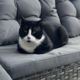 Foto del gato perdido en Montbrun Lauragais