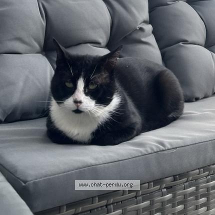 Foto 1/1 Kiri Chat perdido en Montbrun lauragais