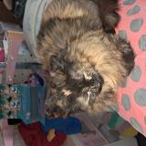 Foto del gato perdido en Clary