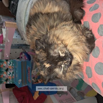 Foto 1/1 Juju Chat perdido en Clary