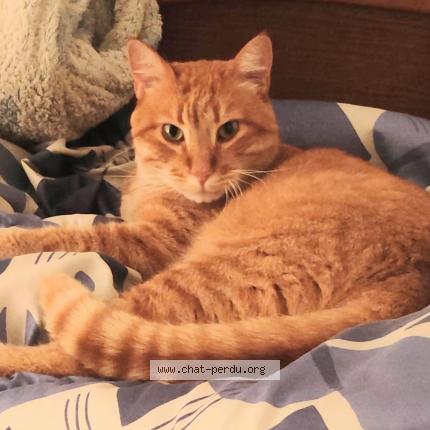 Foto 1/1 Kourou Chat perdido en Bordeaux