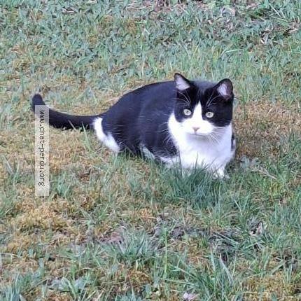 Foto 1/1 YOUMI Chat perdido en Fontaine