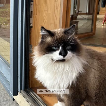 Foto 1/1 Lulu Chat perdido en Esteville