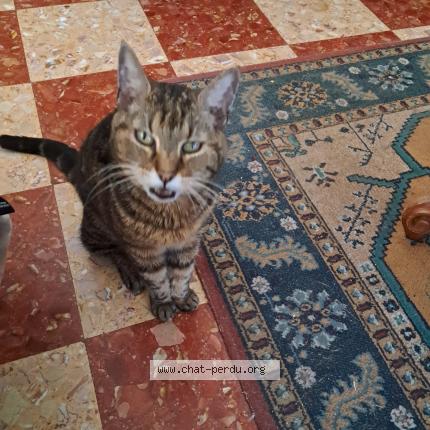 Foto 1/1 Peixito Chat perdido en Montpellier