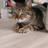 Foto del gato perdido en Prefailles