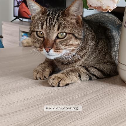 Foto 1/1 Gato encontrado Perdido en Prefailles