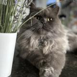 Foto del gato perdido en Longwy