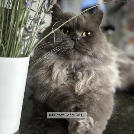 Foto 1/1 Simba Chat perdido en Longwy