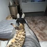 Foto del gato perdido en Soultz Haut Rhin