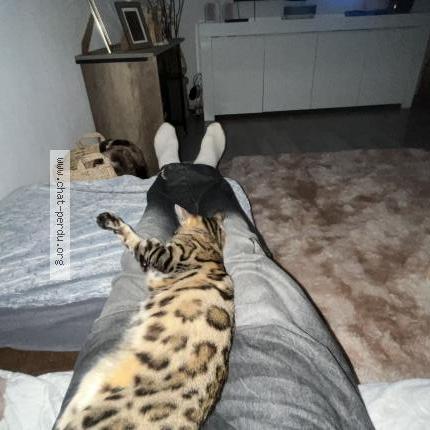 Foto 1/1 Shanone Chat perdido en Soultz haut rhin