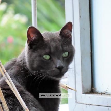 Foto 1/1 SPOOKY Chat perdido en Brest