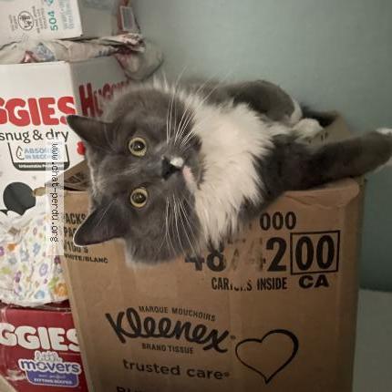 Foto 2/2 Sophia Bockus Chat perdido en Sainte sabine