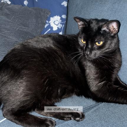 Foto 1/1 Charly Chat perdido en Saint symphorien de lay