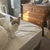 Foto de un gato reunido en Bentleigh