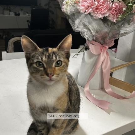 Foto 1/1 Lily Chat perdido en Garden grove