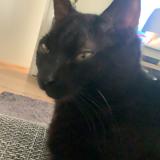 Foto del gato perdido en Marcilly D Azergues