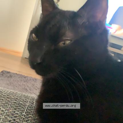 Foto 1/1 Rifki minou Chat perdido en Marcilly d azergues