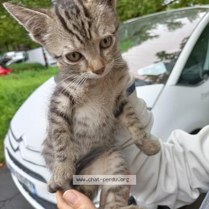 Foto 1/1 Gato encontrado Encontrado en Aurillac