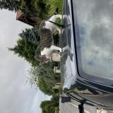 Foto del gato perdido en Maisoncelles En Brie