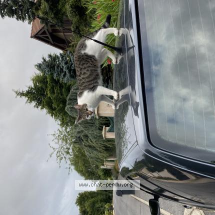 Foto 1/1 Xena Chat perdido en Maisoncelles en brie