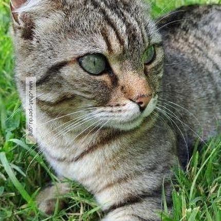 Foto 1/1 Cooper Chat perdido en Peumerit