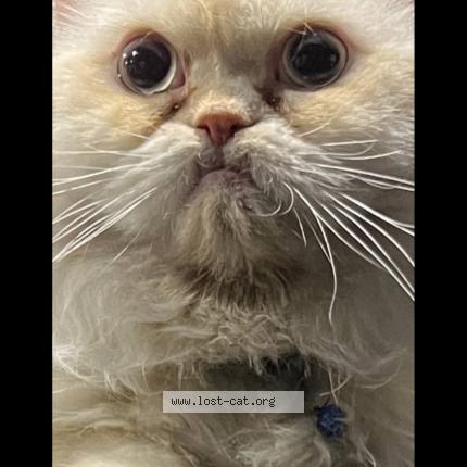 Foto 1/1 Dallas Chat perdido en Surrey