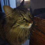 Foto del gato perdido en Coueron