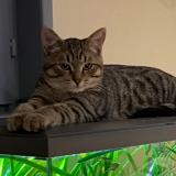 Foto del gato perdido en Sebourg