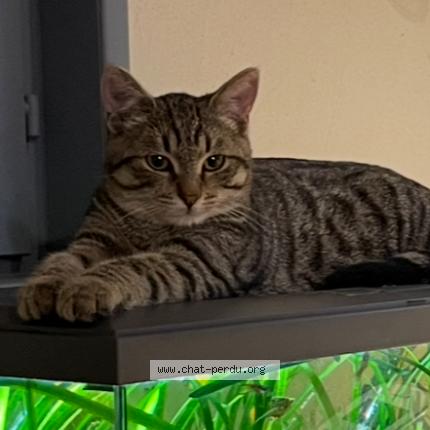 Foto 1/1 Ulysse Chat perdido en Sebourg