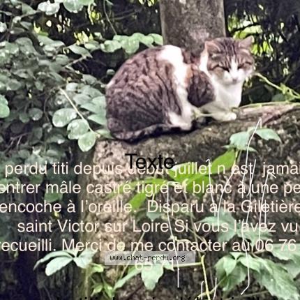 Foto 1/1 TiTou Chat perdido en Saint victor sur loire