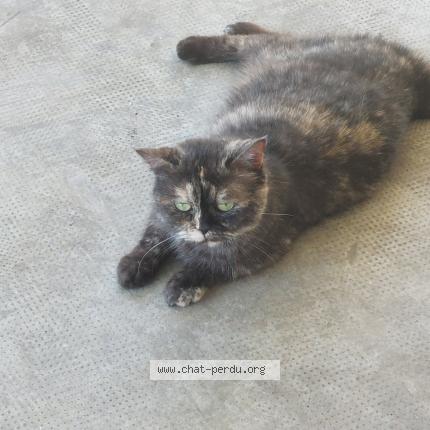 Foto 1/1 MIMINE Chat perdido en Toulouse