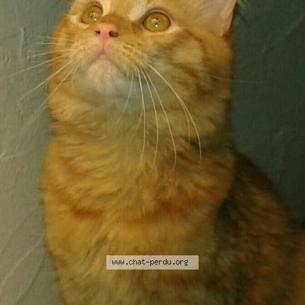 Foto 1/1 MARKUS Chat perdido en Chatenoy le royal