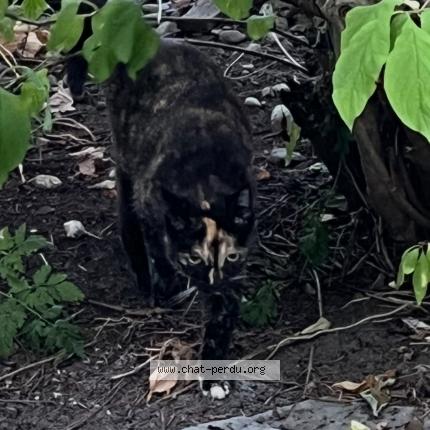 Foto 1/1 Lola Chat perdido en Sainte julie