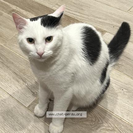 Foto 1/1 Chausette Chat perdido en Grepiac